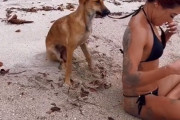 犬は治外法権。女性のビキニの紐をひっぱりまくる犬のこの後すぐ！