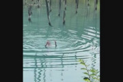 【北海道】遊泳禁止の人気観光地「青い池」で外国人男性が泳ぐ姿が目撃される