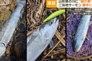 【未知の生命体】山形県で謎の魚が相次いで釣りあげられる