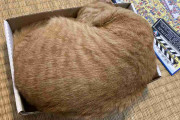 猫には「無茶とわかってても挑まずにいられない戦い」がある→各地で目撃された"箱"との熾烈な戦い