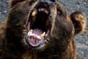 【速報】「警察にライフル銃を使用したクマの駆除について対応をお願いした」木原官房長官