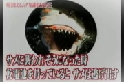 【急募】サメに出会った時の対応方法