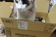 アマゾンでは猫も売り出したのかｗ【再】