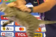 【動画】 ブラジル代表、記者会見に乱入した猫を「乱暴に排除」し炎上・・ 会場悲鳴
