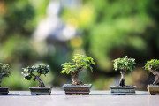 海外「これが真の美しさで忍耐の結晶だ！」超高額の盆栽の美しさに外国人もうっとり