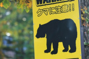 クマは実際鉢合わせすると焦るけどそんなに危険な生き物じゃないわ