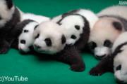 中国・成都で七匹のパンダの可愛い赤ちゃんを一般公開！