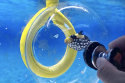 水槽の中の魚を網を使わずに安全に捕まえることができるバブルトラップの紹介ビデオ。