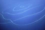 【長すぎ！！】西オーストラリアの深海で全長45メートルもある紐状生物が発見される（画像あり）