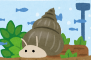 水草買うと付いてくるカタツムリ「よろしくニキーｗｗｗｗｗ」 ← こいつ