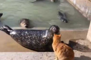 【動画】アザラシさん、一発KOｗｗｗｗｗ
