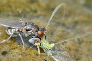 【画像】カマキリと同じ進化をしたハエ、発見される