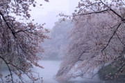 海外「東京2020年 約10年ぶり」千鳥ヶ淵の雪の満開桜を見てみよう