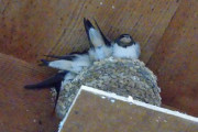 うちんちのツバメの巣の雛順調に成長してる…（※画像あり）