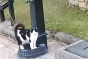 【ネコ】なんて可愛い。水飲み場で手助けを求める猫ちゃんの映像。