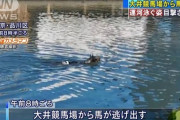 【川を泳いで脱走】大井競馬場　また馬を逃してしまう