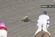 高知競馬場でレース終了直後コースにたぬきが乱入してしまうｗｗｗｗｗｗｗｗｗ