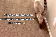 【ネコ】10年以上カーペットの同じ場所を歩き続ける猫ちゃんの動画。