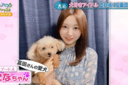 【日向坂46】富田鈴花の愛犬になちゃん、全国区へｗｗｗｗｗｗｗｗｗｗ