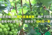 (‘A`) 中国報道「中国人がシャインマスカットの値段を日本製より6分の1に抑えて作る事に成功！！」
