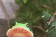【動画】可愛すぎるカエルさんが話題にｗｗｗｗ
