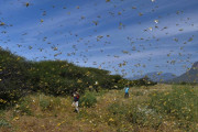 【あぁ・・・】ソマリア、バッタの大群襲来で国家非常事態を宣言