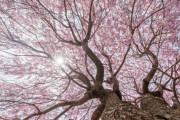 【速報】 ワイの能力「千本桜（サウザンドチェリーブロッサム）」が強すぎると話題に