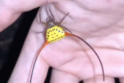 なんて奇妙な。体の何倍もある角（棘）を持つ蜘蛛の映像。