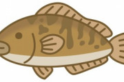 さかなクン「あーこの魚はアイナメですねぇ」ワイ「動物愛護で食べるの可哀想とか言い出すんやろ」