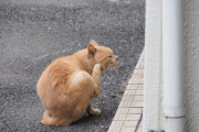 【ねこ画像】おそとでかいかい、ごろごろねこ ほか