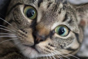 【ねこ画像】ごろごろキジにゃん、のっかりチャトラ、箱座りハチワレ ほか【再】