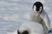 【画像】ペンギン、雪ですら転ぶクソザコだった