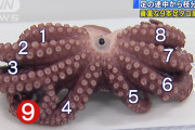 海外「食べないで！」日本で発見された9本足のタコに海外びっくり仰天！（海外の反応）