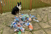 地球にやさしいボーダーコリー、路上に落ちているペットボトルを率先して回収するのが日課に