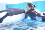 【画像】可愛すぎるシャチトレーナーのお姉さん、体もすごかったｗ