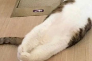 外国人「我が家のバグってしまった猫たちを見せていくｗｗｗｗ」