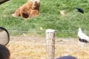 クマ「おい、それこっちへ投げてみろ」 パンをナイスキャッチするクマさんが海外で話題に