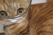 猫ソムリエのワイが画像でオスかメスか判断するわ