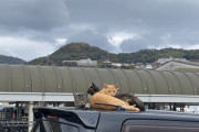 【ねこ画像】屋根の上の集会、クロネコ ほか