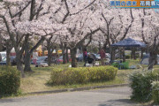 【愛知】桜満開の名古屋・平和公園に大勢の花見客