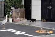 【どうぶつ画像】ねこと鳥たち、ロッカーの中でリラックスするねこ、ねこの足跡 ほか