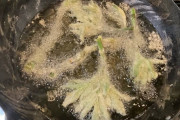 【画像】おじさんだけど山菜の天ぷら揚げた【🍤有村架純】