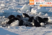流氷に閉じ込められたシャチ、ロシアが救出の用意があると表明していた！