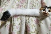 【ねこ画像】お洒落なロシアン、画面にびっくりするねこ、ねこマジック ほか
