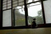 【画像】 猫と障子