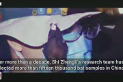 【武漢研究所】コロナ研究所流出説を裏付けるコウモリ動画  WHO調査団は「研究所には絶対にコウモリはいなかった」と報告