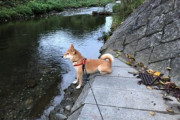 【画像】うちの柴犬と川に散歩に行くと狛犬みたいなポーズで水の流れを見つめてる…なんだか哲学的ですねwww
