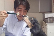 立憲民主党・石垣のりこ議員が総理の愛犬（１９）を国会で馬鹿にする「あの犬は尻尾を振っていなかった！」