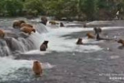 最近このアラスカで熊がシャケをとって食べるライブカメラよく見てるんだけど、今日めっちゃ熊いる