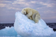 「うたた寝するホッキョクグマ」、一般愛好家が選ぶ大賞に！野生生物写真コンテスト